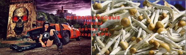 гашик Алексин